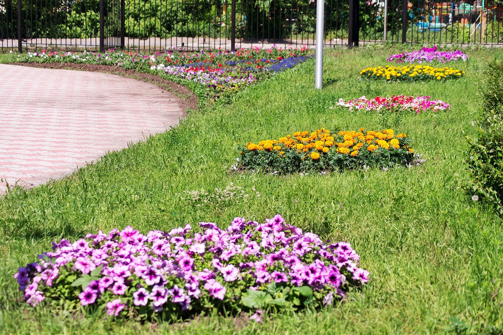 Городские цветы фото с названиями