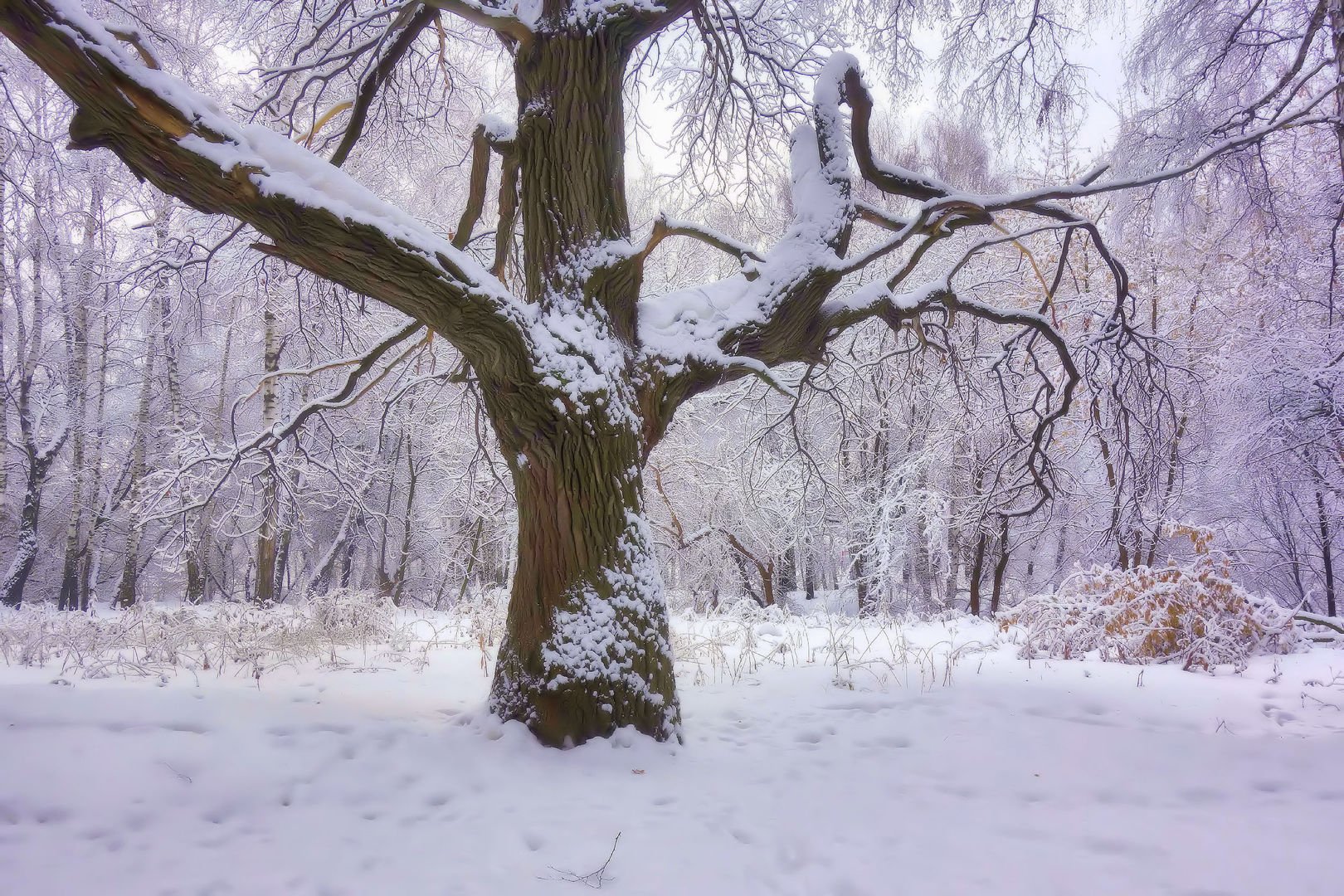 Дубовое Белгородский дуб зима
