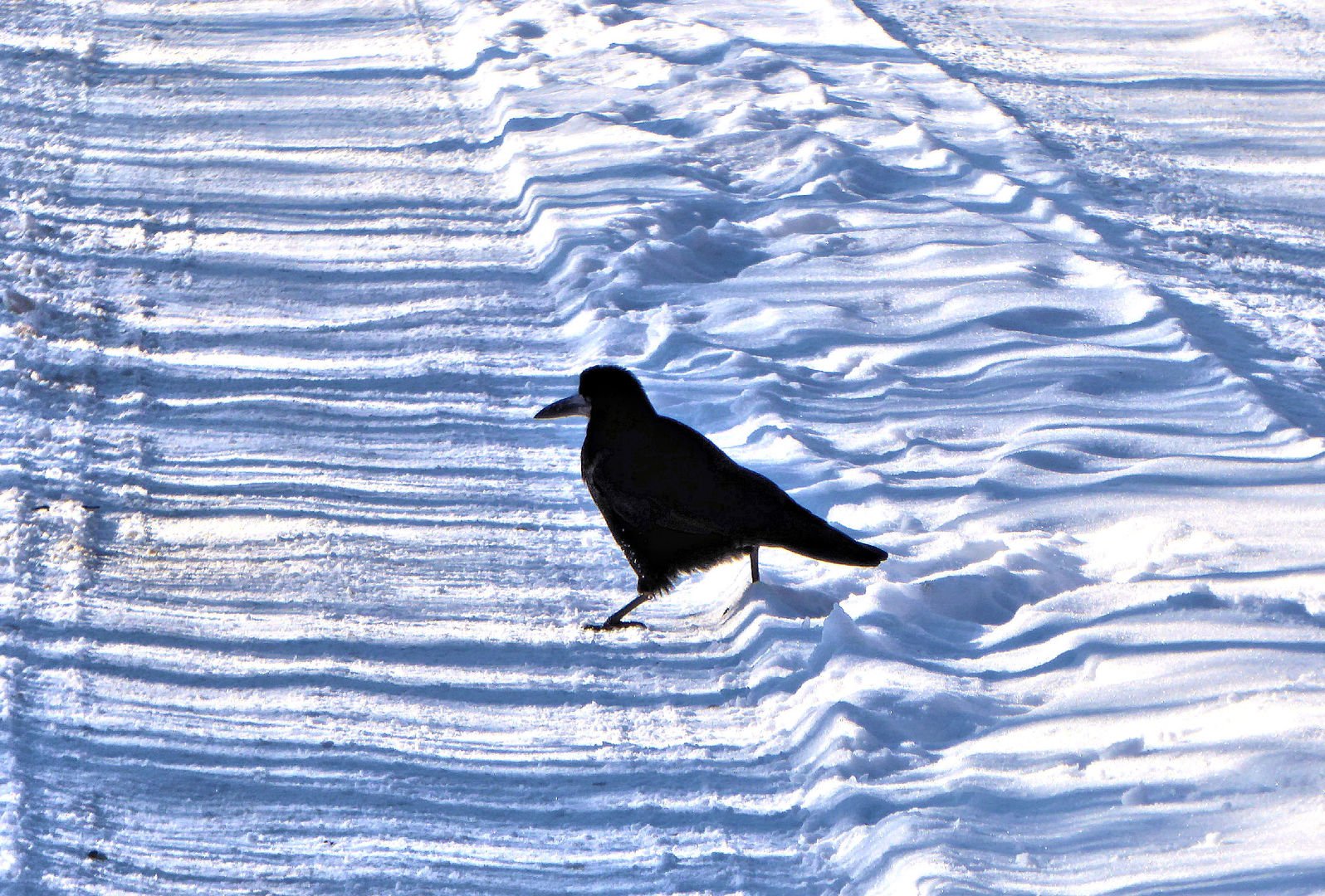 Где зимой вороны. Ворон зимой. Наблюдение за воронами зимой. Грач зимой. Грачи на снегу картинки.