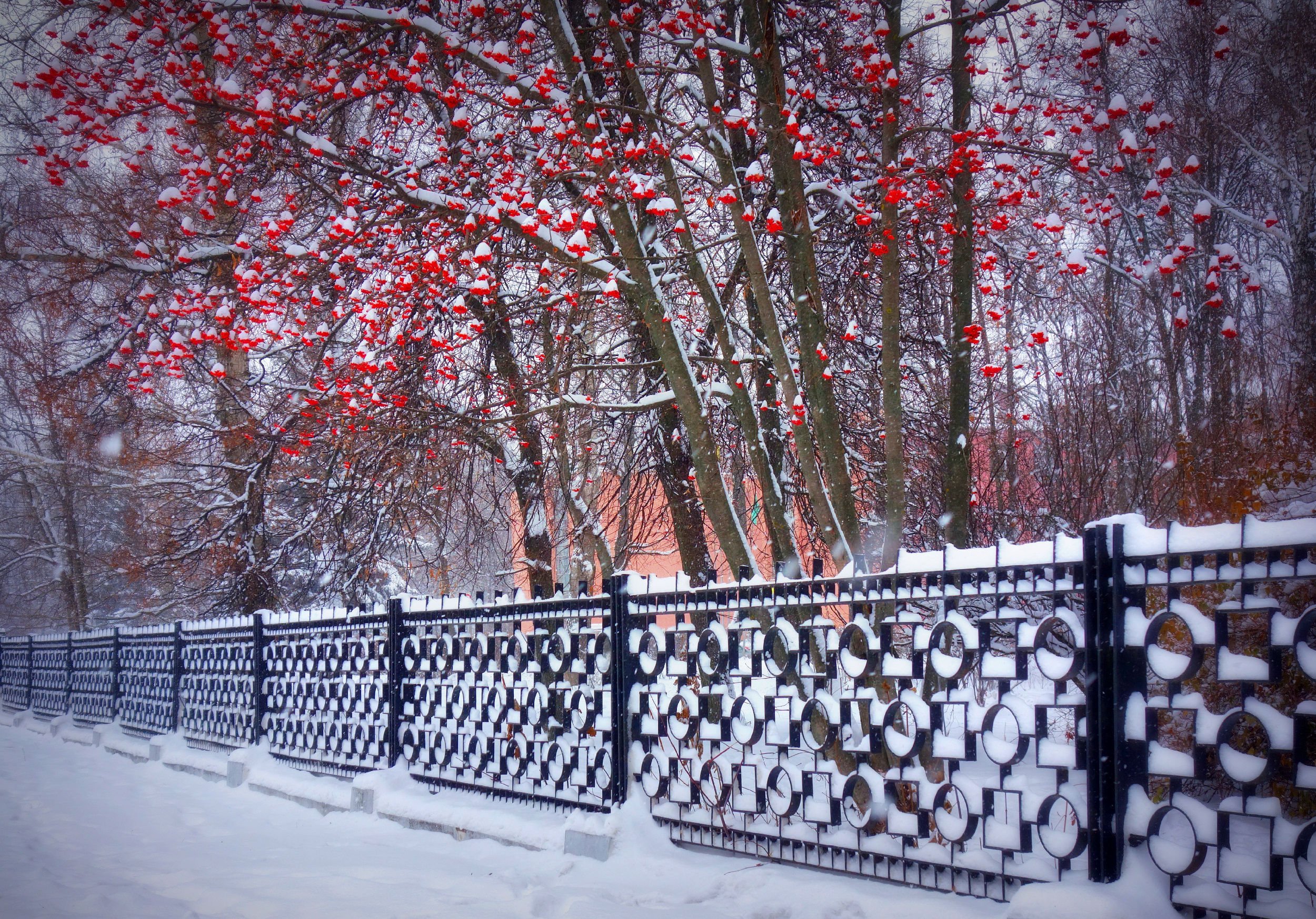 Осенний снег в Петербурге