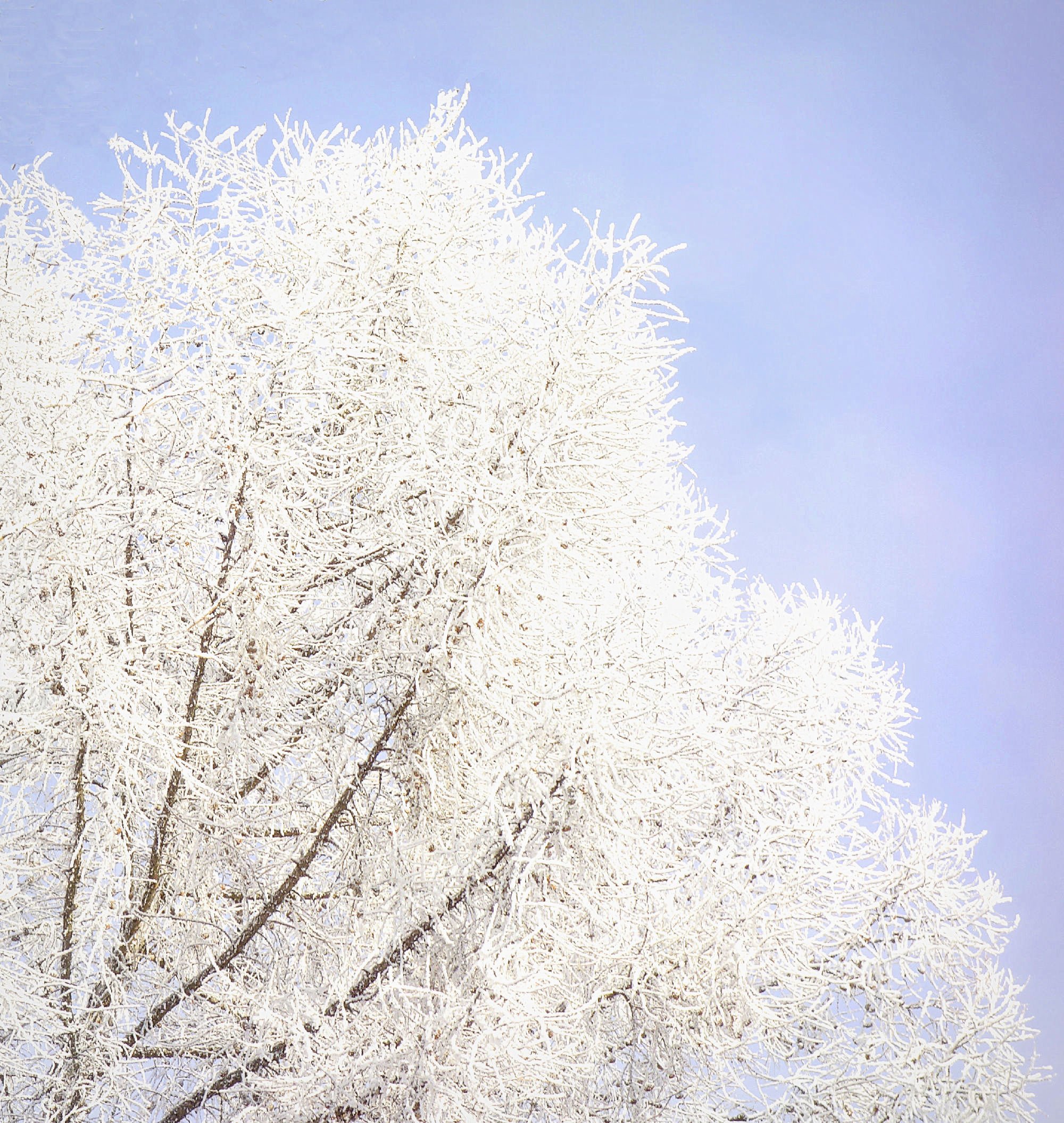 Какого цвета иней. Иней на траве. Какого цвета иней. Синий иней. Изморозь.