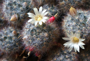 Февраль - 2026