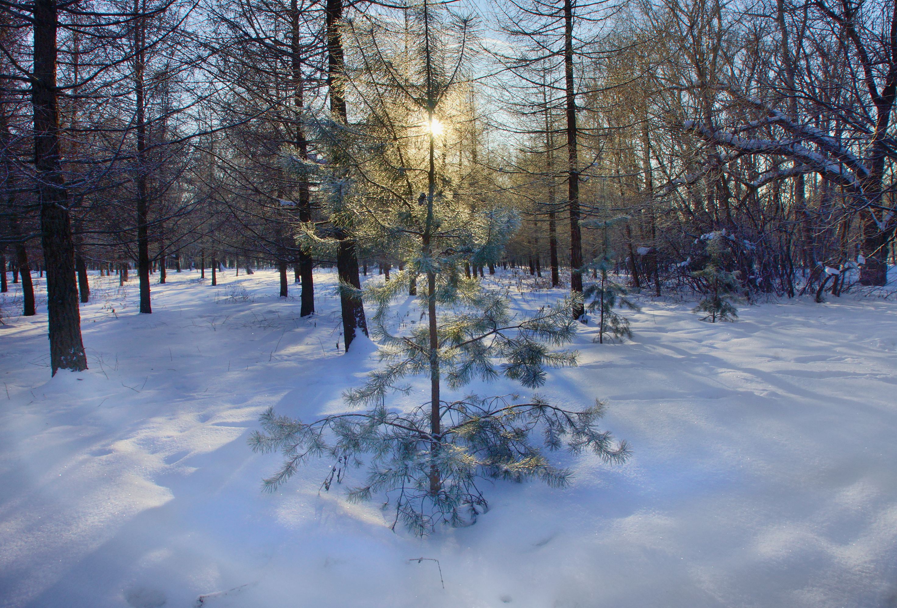 Сосенка кукмор