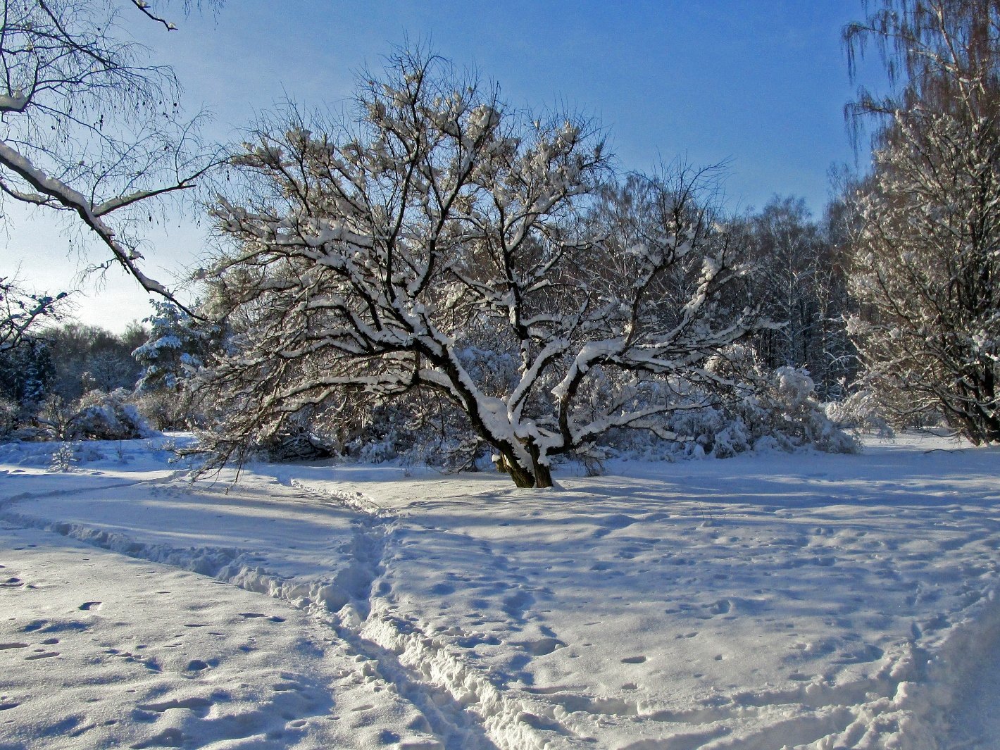 солнечный зимний день москва