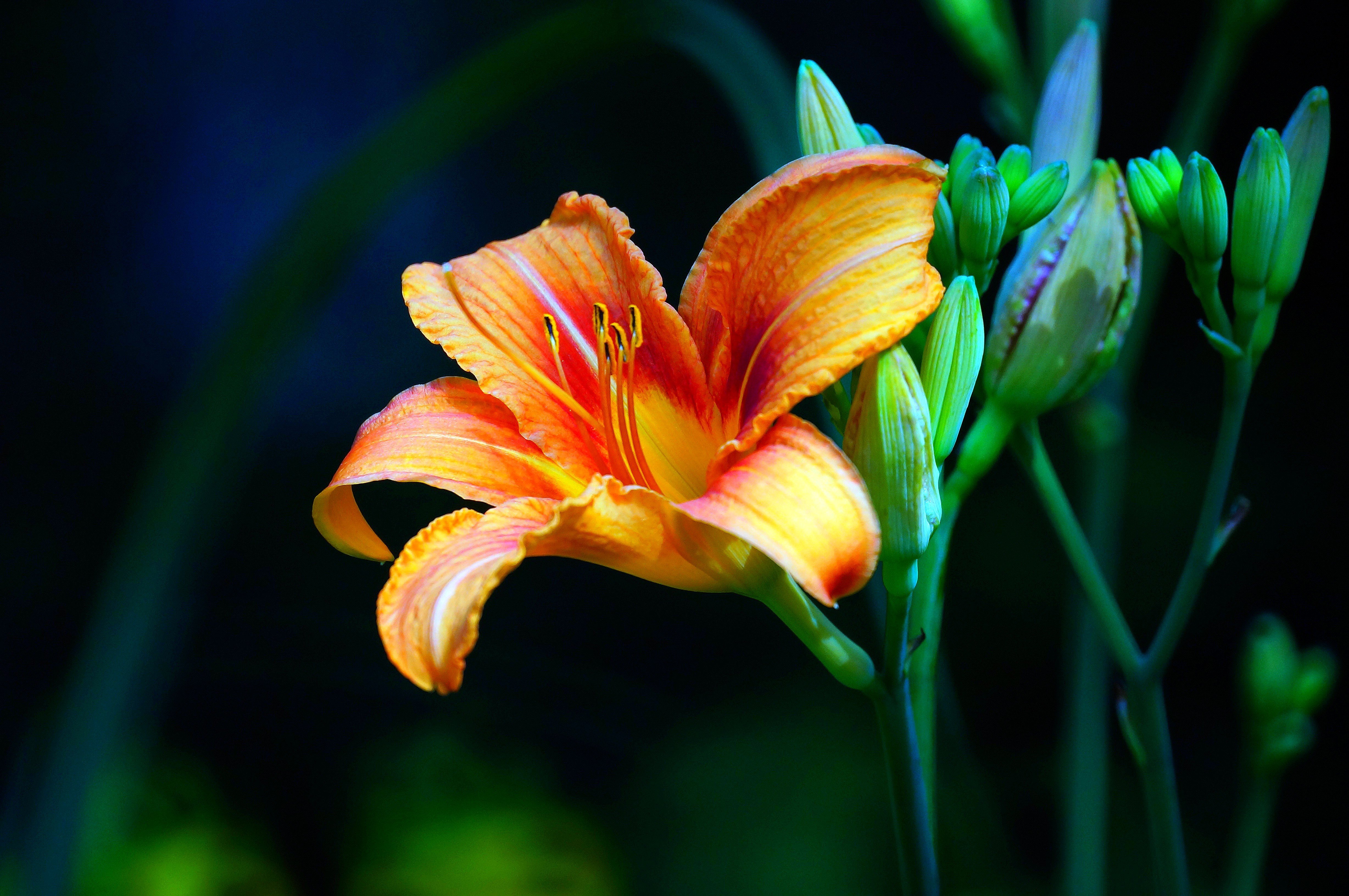 антуриум фламинго пинк. голландский касатик ирис. ирис голландский луковичный. Flower n. темно синие цветы.