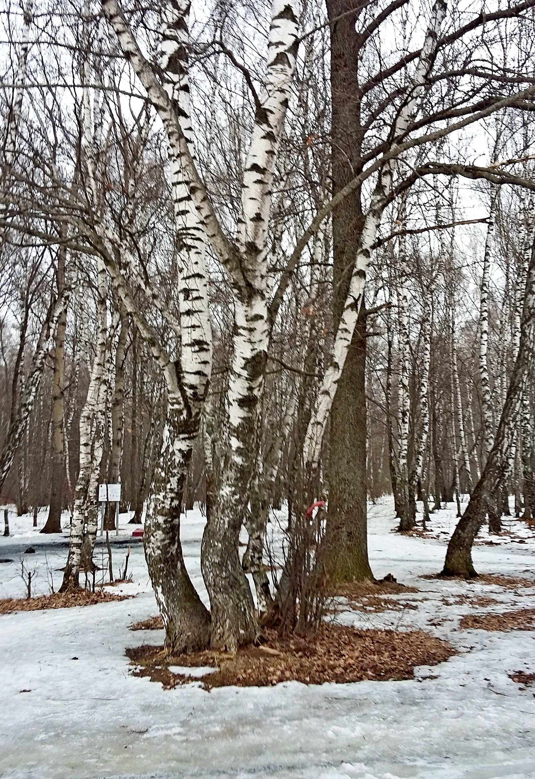 Весенний лес в марте