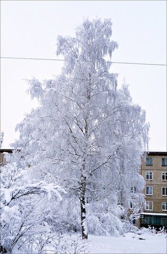 ЗИМА.