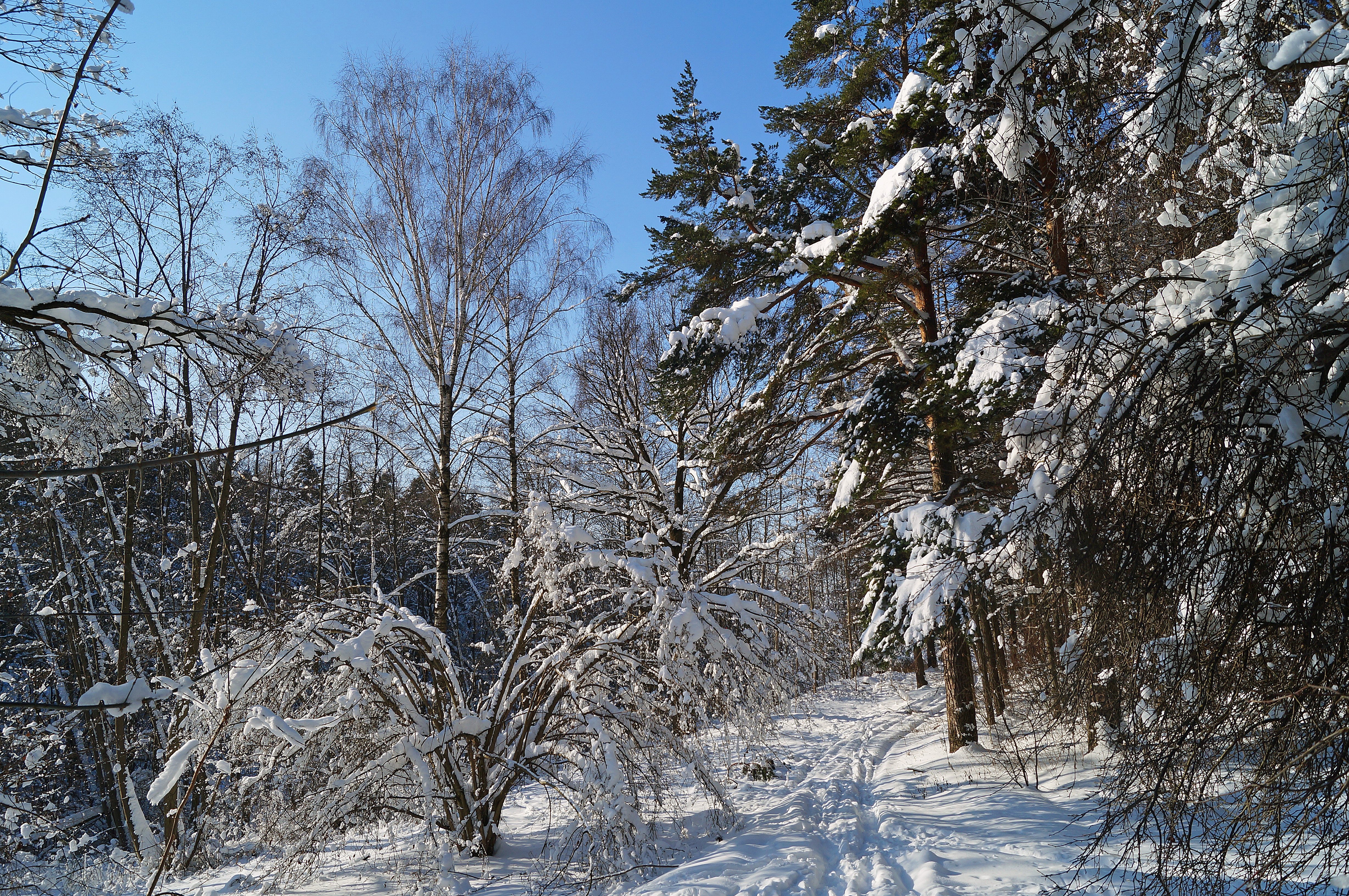 Подмосковная зима. Деревья Подмосковья зимой. Крымский зимний лес. Дикие тропы Кострома.