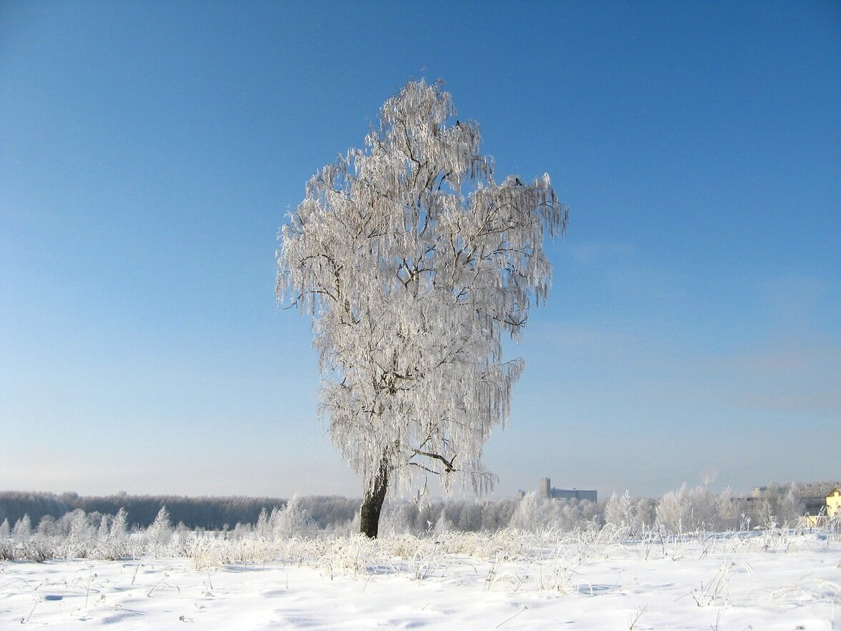 Стояла береза