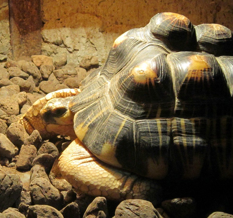 Черепаха рост. Лучистая черепаха. Туи Малила черепаха. Лучистая черепаха в Московском зоопарке. Лучистая черепаха с Мадагаскара.