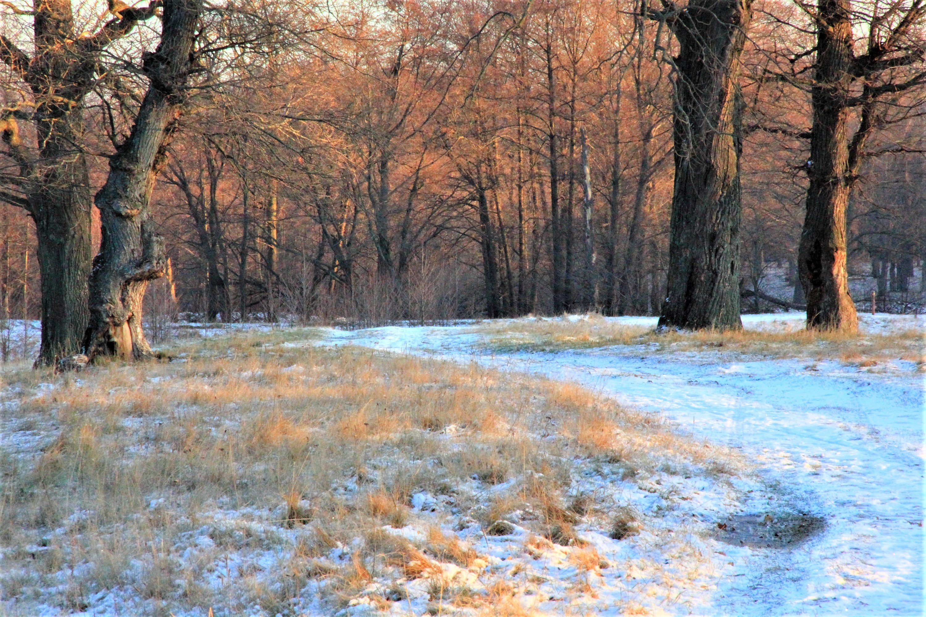 Зимний дубовый лес