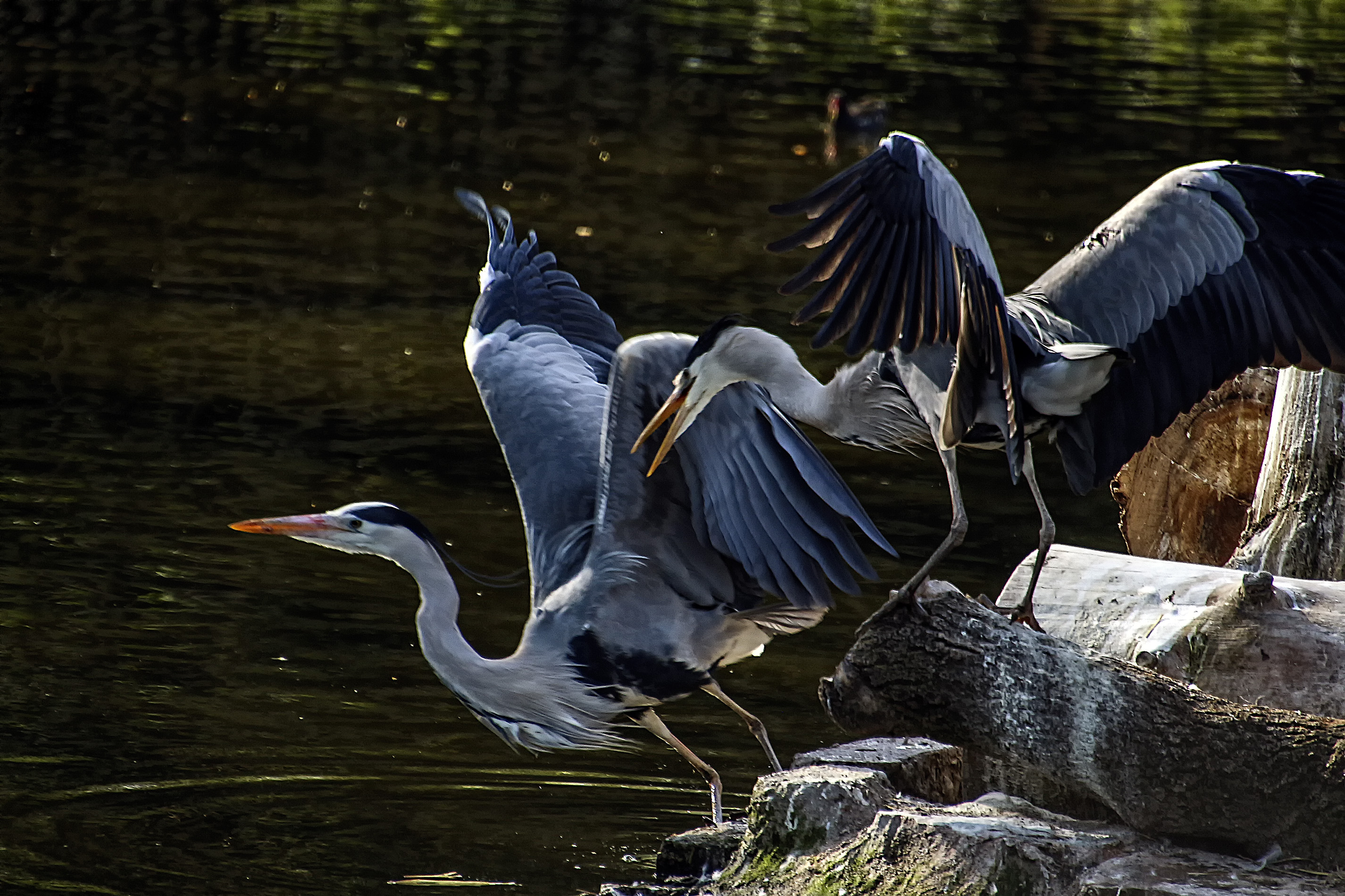 уразовский заповедник. цапля 2023. цапля 2023. желтая цапля красная книга. доклад на тему уразовский заказник.