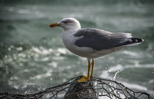 Морская хозяйка