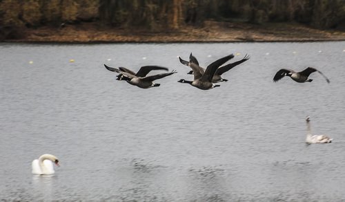 Над водой летели гуси