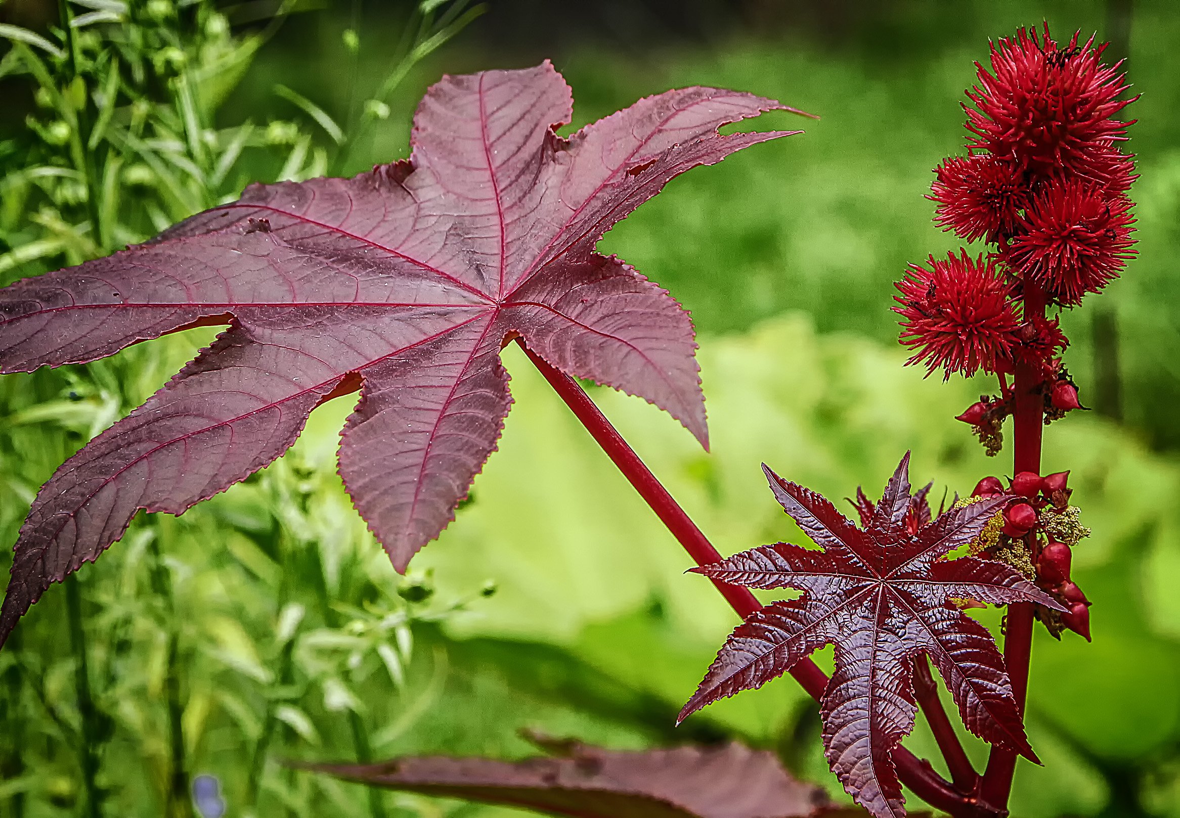 Клещевина Ricinus communis