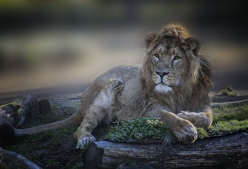 Мудрый лев