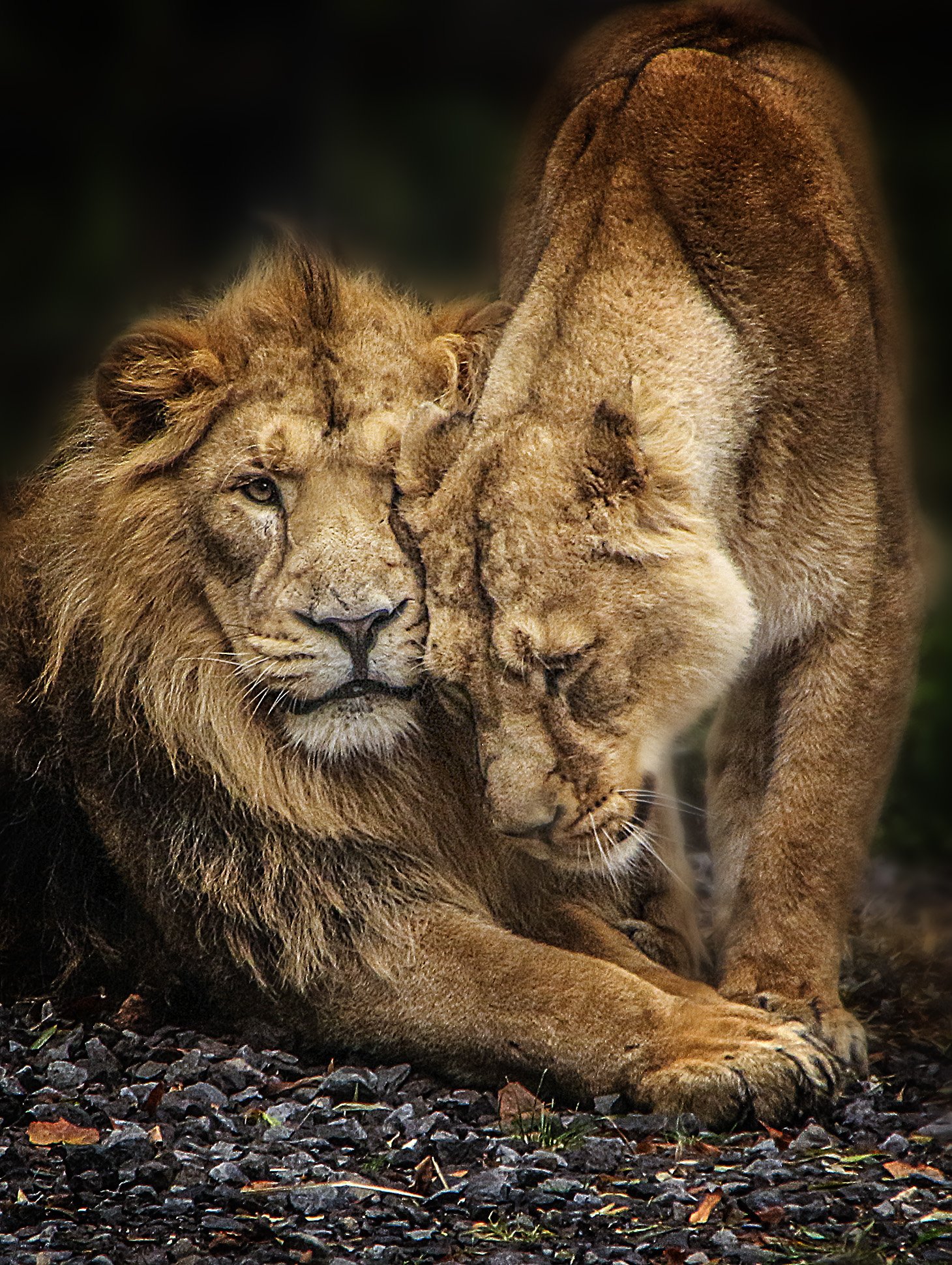 Любовь Львов