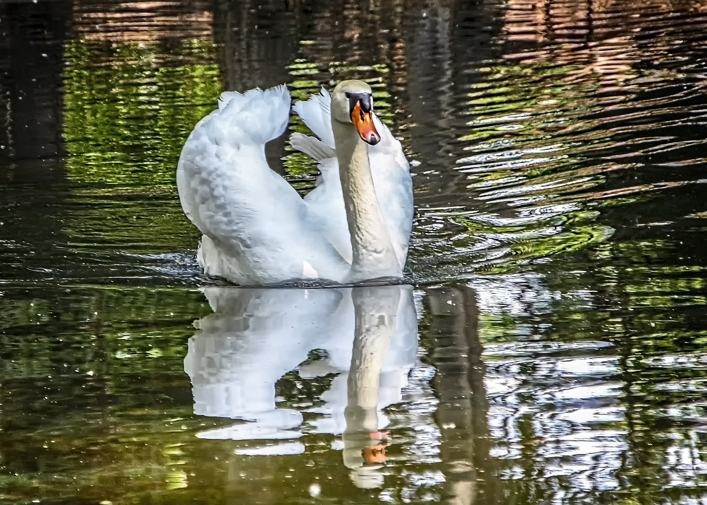 Два лебедя на пруду