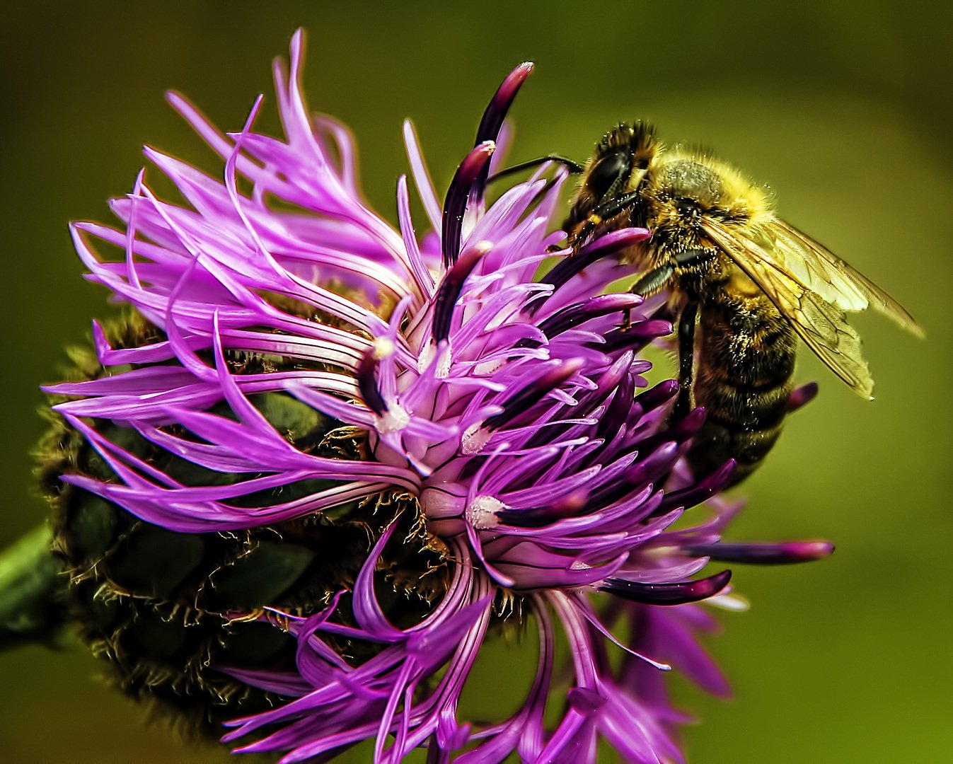 Набор для вышивания classic design сладкий нектар. Наборы для вышивания круглые. Yankee candle elevation collection. Аромасвеча банка. Аромасвеча в банке №8.