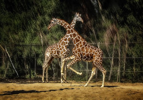 Два жирафа танцевали
