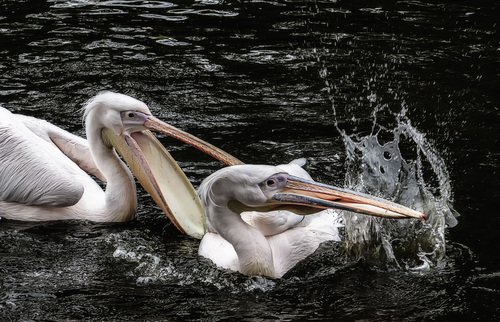 Борьба пеликанов
