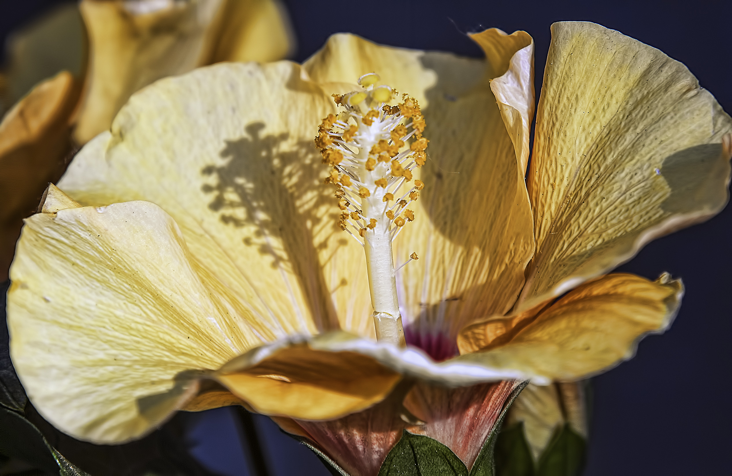 Hibiscus calyphyllus