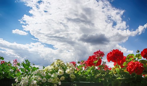 Небо и цветы на балконе