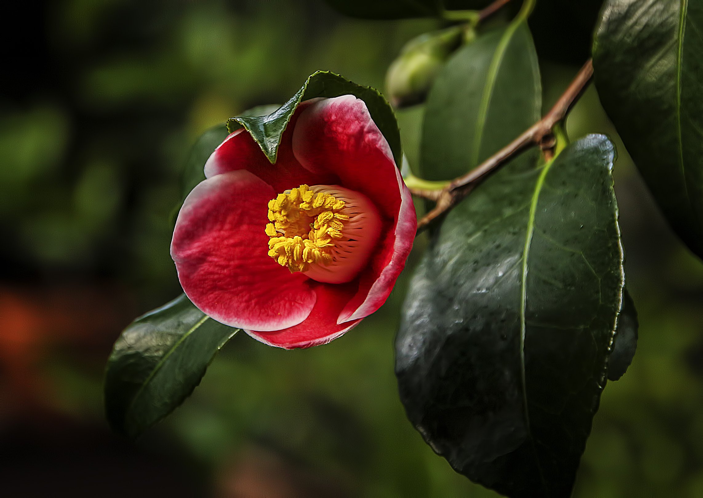 Камелия лесной. Camellia amplexicaulis. Плантации камелии китайской (Camellia sinensis). Строение камелии. Черная Камелия.