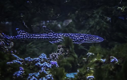 коралловая кошачья акула