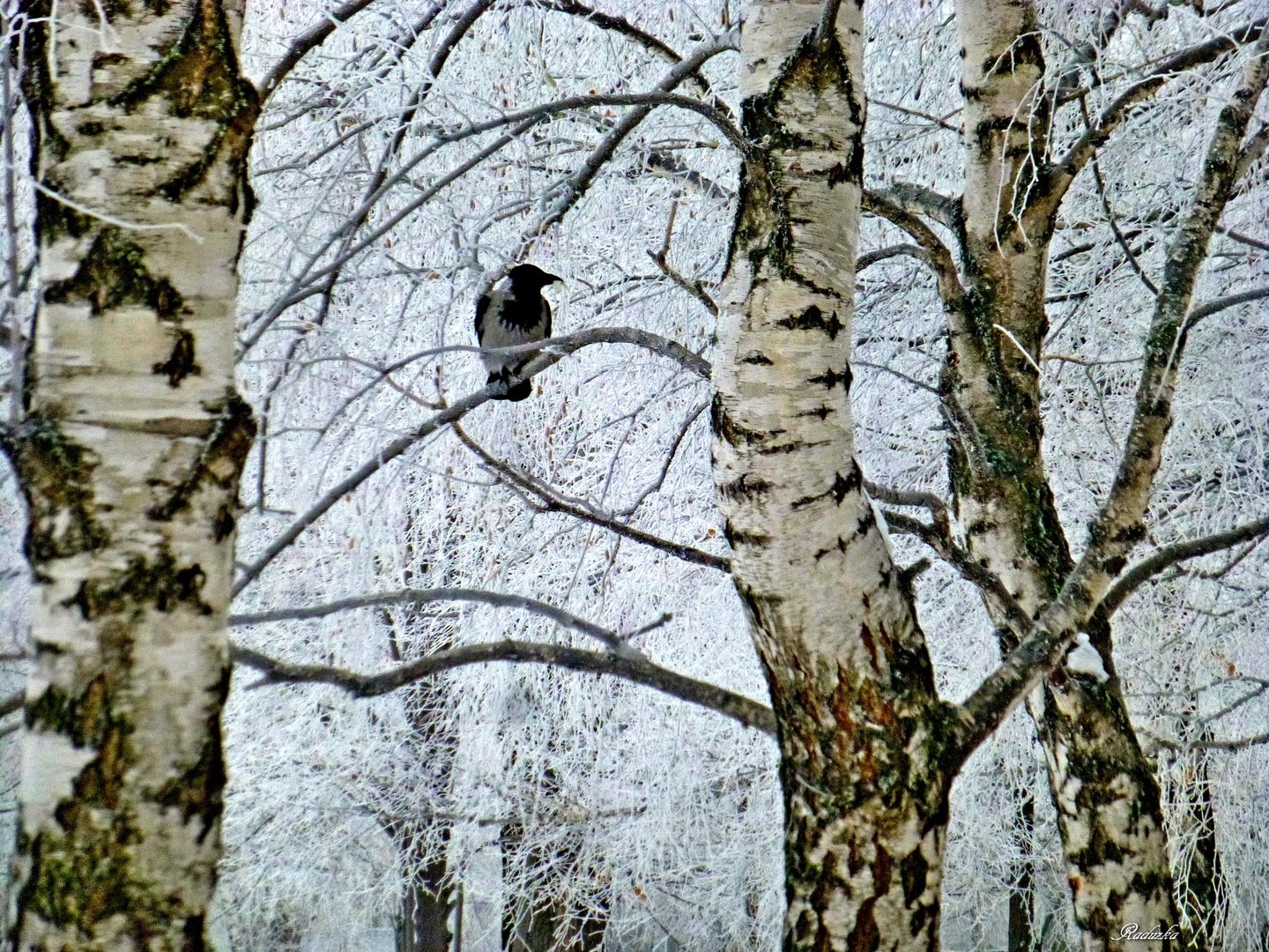 Сижу на березе. Зимой на берёзе вороны. Ворона на Березе весной. Ворон на Березе зима. Картина ворона на Березе.