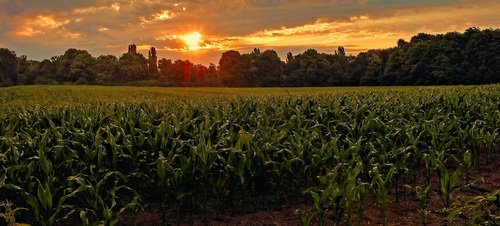 Утро на кукурузном поле