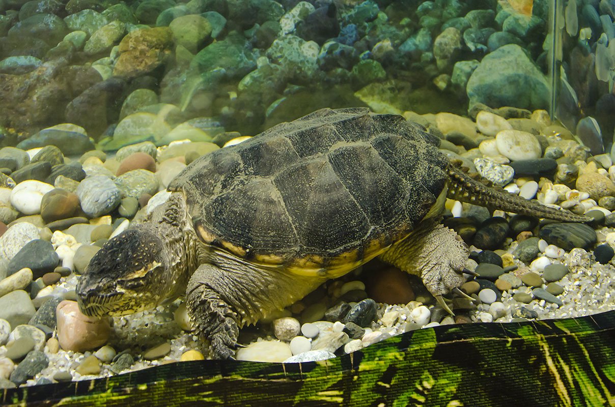Какие черепахи относятся к морским. Каймановская черепаха. Chelydra serpentina. Владивостокская черепаха. Владивостокая черепаха.