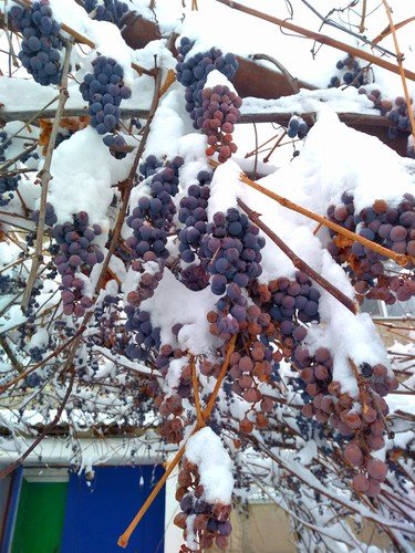 Снежный виноград.