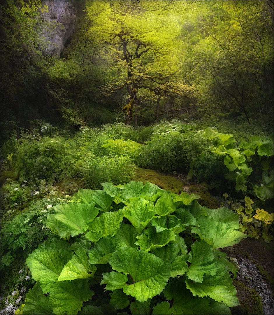 Румыния, Национальный парк Apuseni, июнь 2019 г. Автор - Влад Соколовский