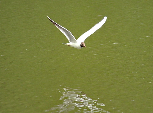 Чайка озерная