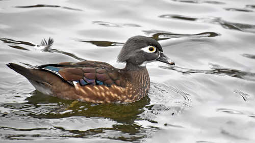 Каролинка(самка)