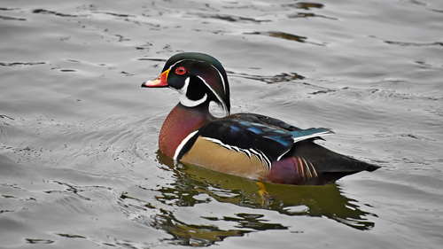 Каролинка(самец)