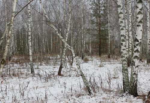 березовая роща,декабрь