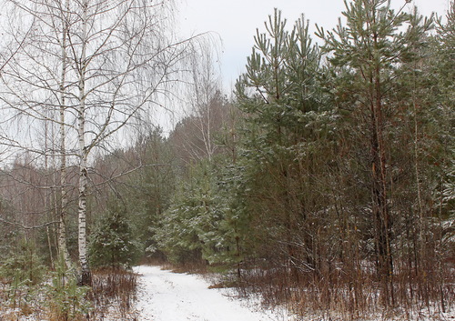 тропинка в лес